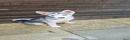 Siberian Husky dogs for sale: Siberian husky pups - Advert 2