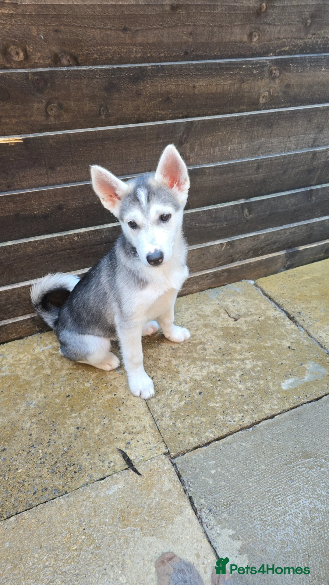 Siberian Husky dogs for sale: Siberian husky pups - Advert 2