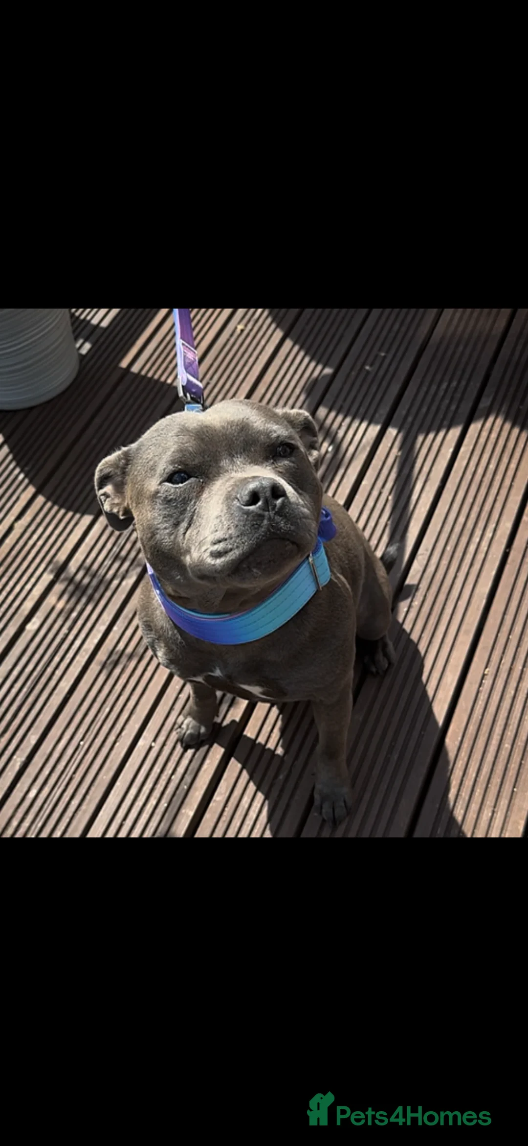 Staffordshire Bull Terrier dogs for sale: 24 MONTH OLD BEAUTIFUL BLUE STAFFY SADIE - Advert 3