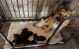 German Shepherd dogs for sale: Beautiful GSD puppies - Image 6
