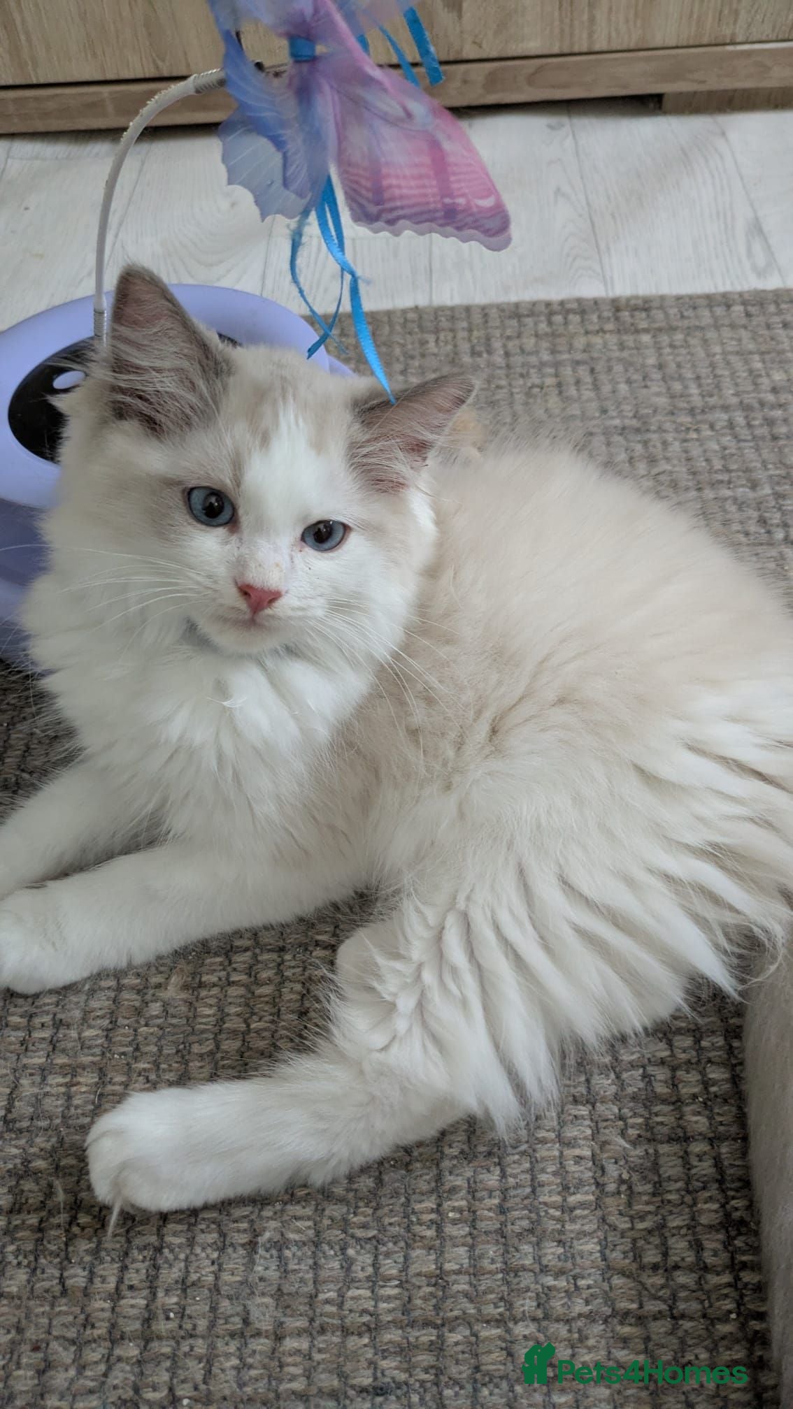 Ragdoll cats Pedigree Ragdoll Kittens, TICA Registered - Advert 9