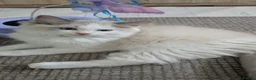 Ragdoll cats for sale: TICA Ragdoll Kittens – Bicolour & Lynx - Advert 8