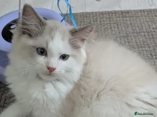 Ragdoll cats Pedigree Ragdoll Kittens, TICA Registered - Advert 9
