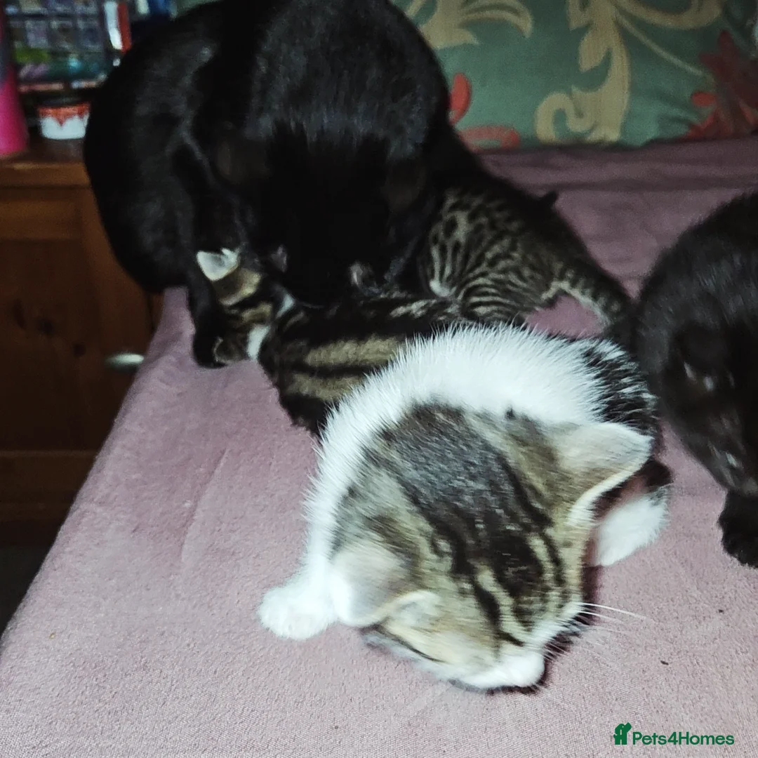Mixed Breed cats for sale: Three kittens for sale - Advert 2