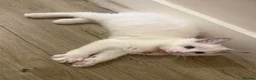 Ragdoll cats for sale: Adorable Playful and Cuddly Pedigree Ragdolls! - Advert 7