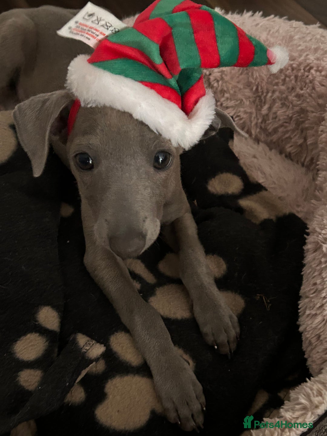 Italian Greyhound dogs for sale: Nina A Beautiful 7-Month-Old Italian Greyhound  - Advert 3