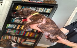 Mixed Breed dogs for sale: Mastiff cross  - Image 21