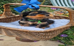 Yorkshire Terrier dogs for sale:  Yorkshire Terrier Puppies - Hampshire  - Image 2
