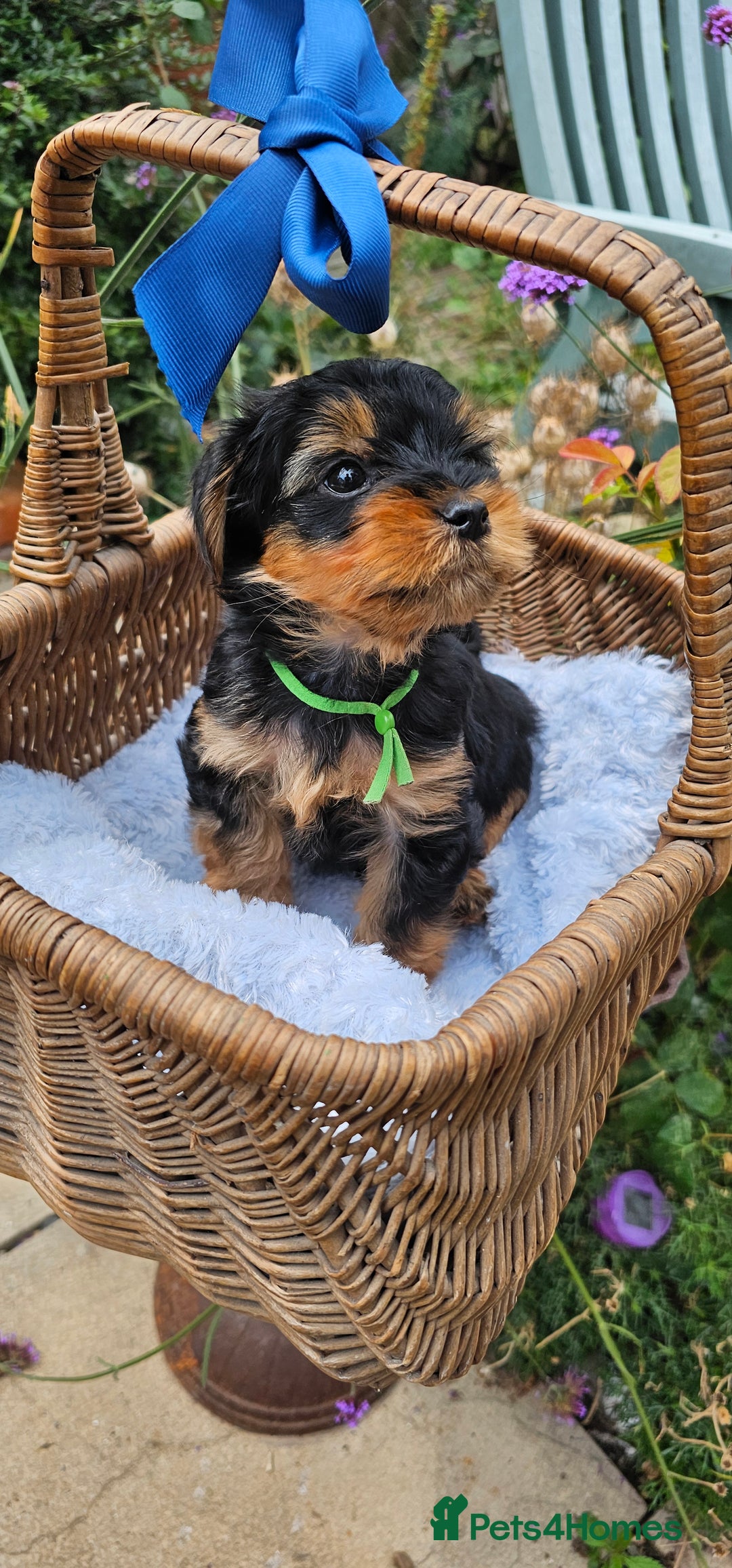 Yorkshire Terrier dogs for sale:  Yorkshire Terrier Puppies - Hampshire  - Image 2