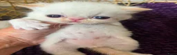 Exotic cats for sale: CHUNKY EXOTICS KITTENS GCCF PARENTS   - Advert 5