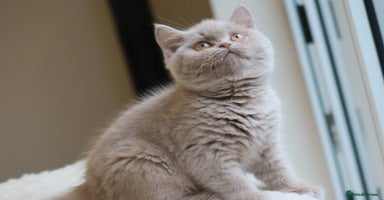 British Shorthair cats - Advert 6