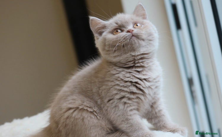 British Shorthair cats - Advert 4