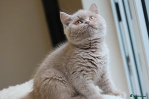 British Shorthair cats - Advert 6