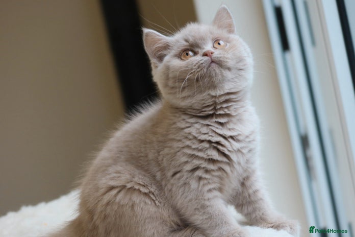 British Shorthair cats - Advert 9