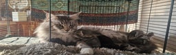 Maine Coon cats for sale: Maine Coon Kittens  - Advert 18