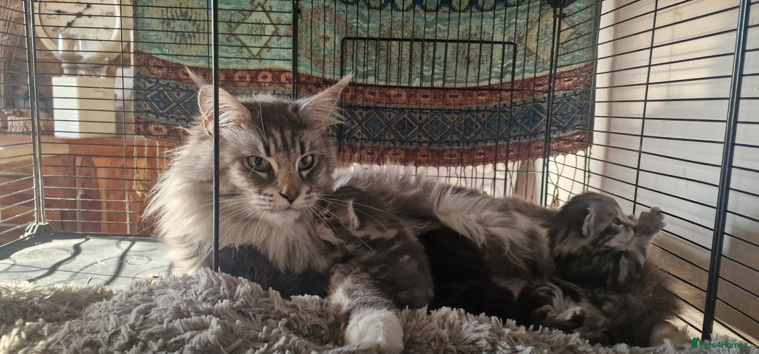 Maine Coon cats for sale: Maine Coon Kittens  - Advert 18