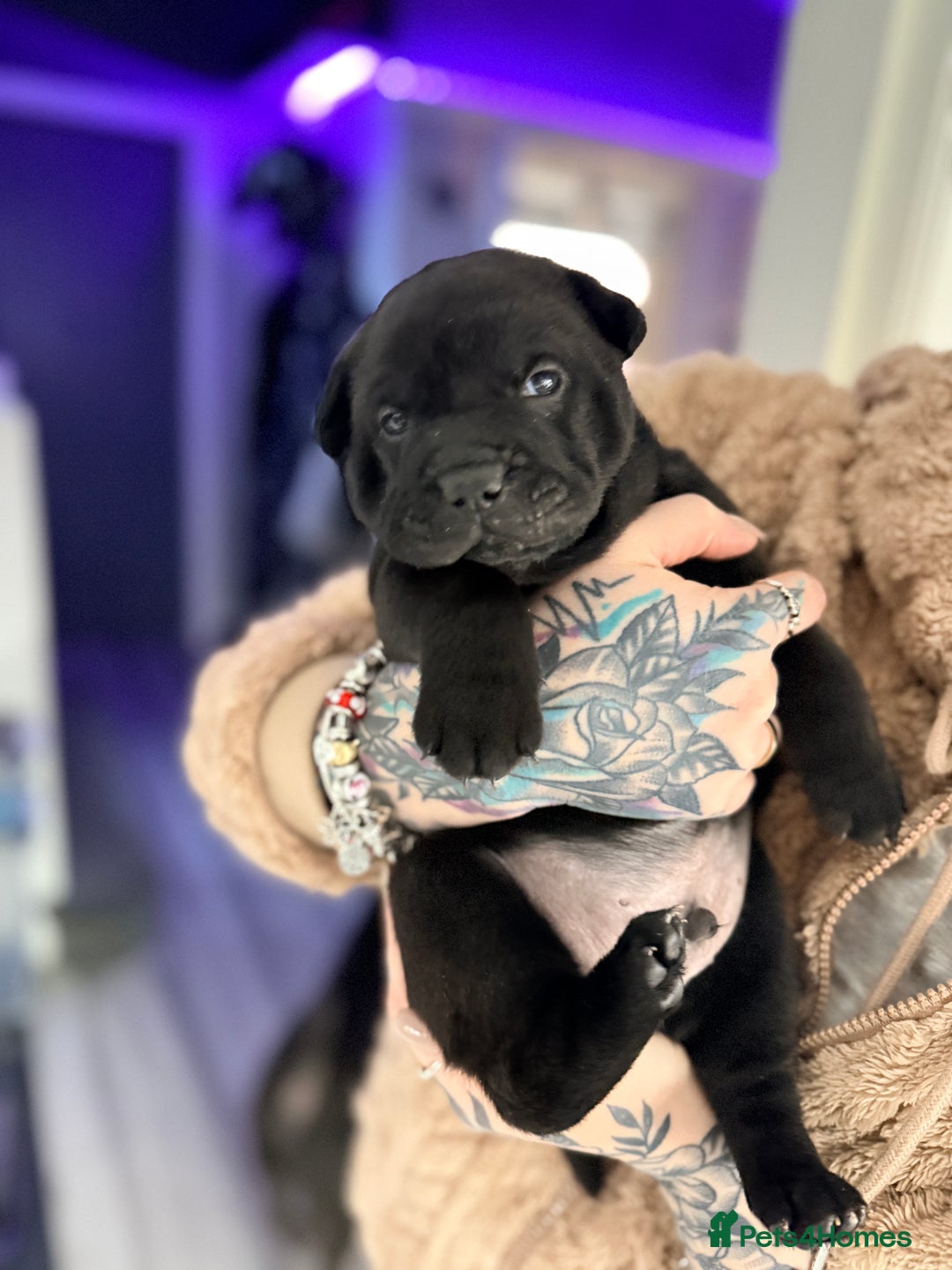 Mixed Breed dogs for sale: Shar Pei cross puppies  - Advert 7