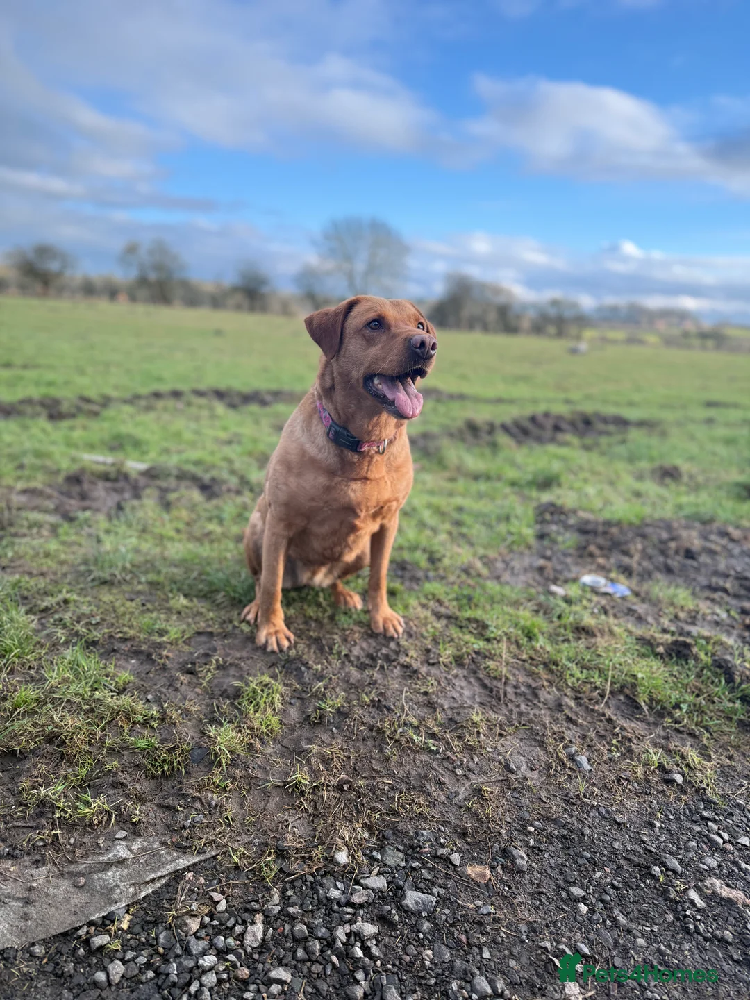 Labrador Retriever dogs for sale: Red fox Labrador girl for sale  in Carlisle - Advert 8