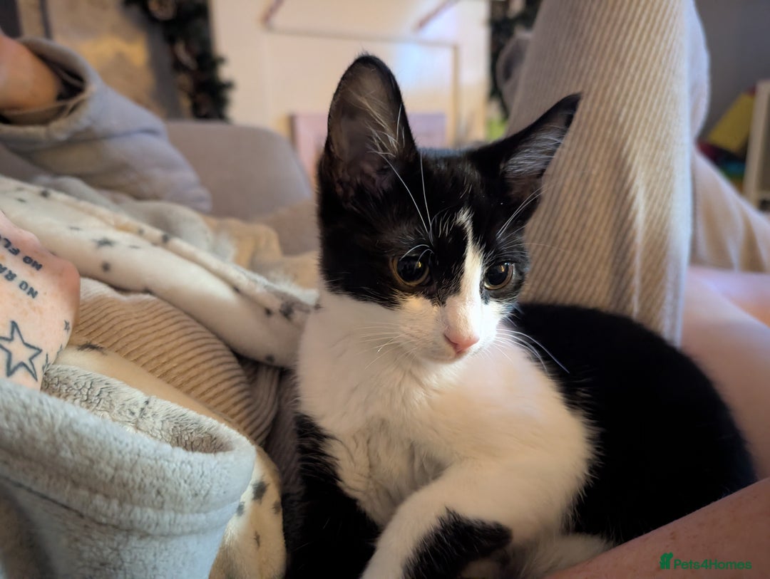 Mixed Breed cats for sale: Last boy - Advert 2