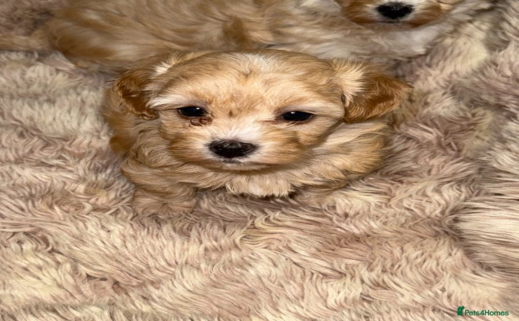 Maltipoo dogs 🩷🩵Stunning Toy Maltipoo Girl Available🩵🩷 - Advert 3