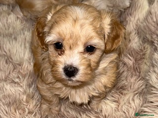 Maltipoo dogs 🩷🩵Stunning Toy Maltipoo Girl Available🩵🩷 - Advert 3
