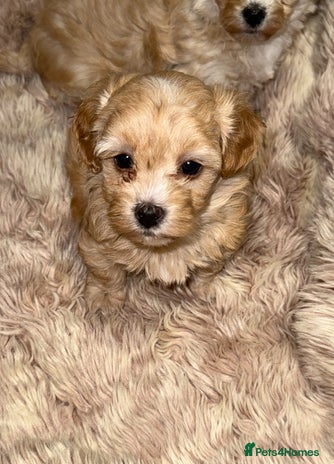 Maltipoo dogs 🩷🩵Stunning Toy Maltipoo Girl Available🩵🩷 - Advert 3
