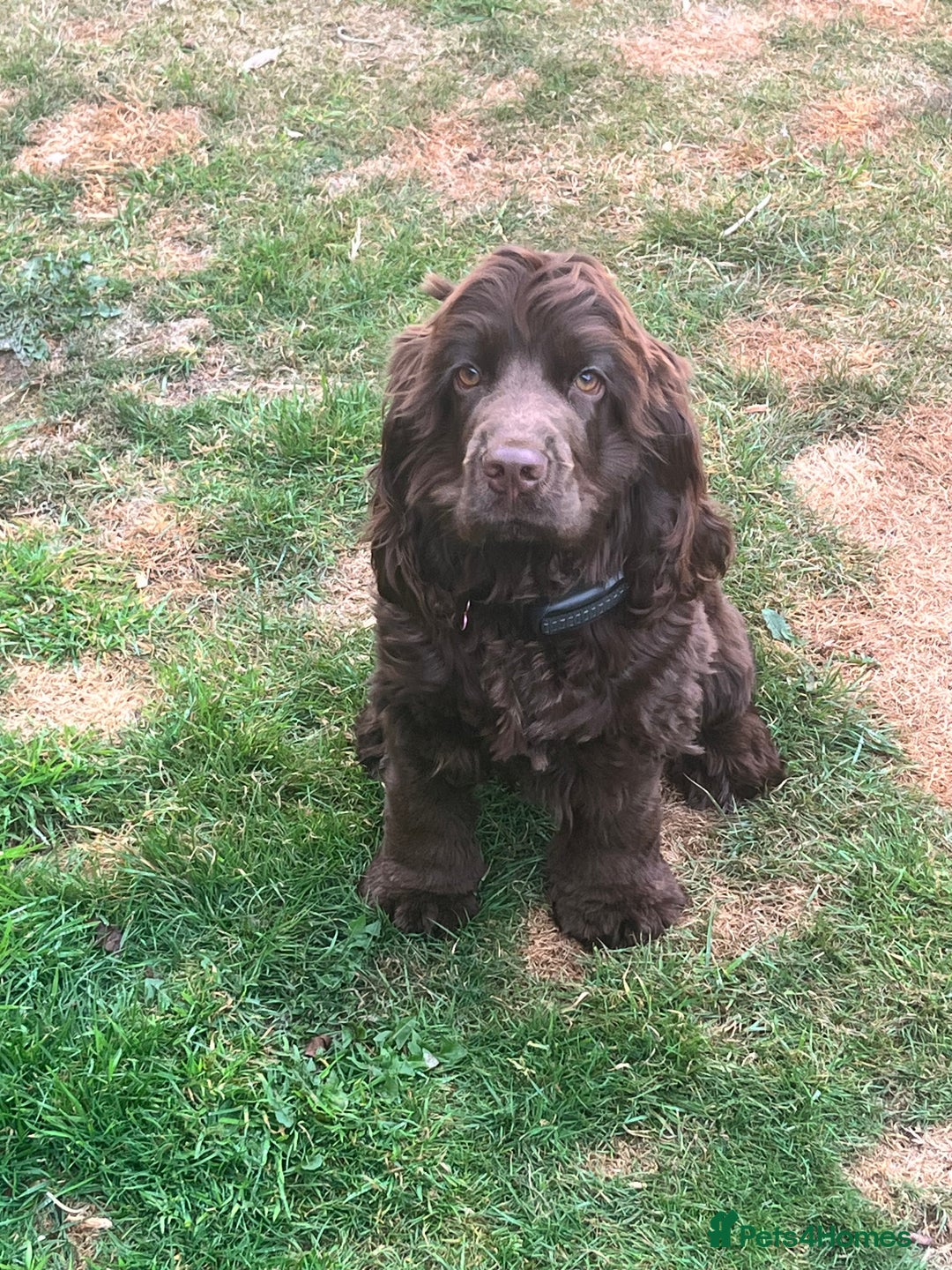 Cocker Spaniel dogs for sale: 6 month old female English show cocker spaniel - Image 2