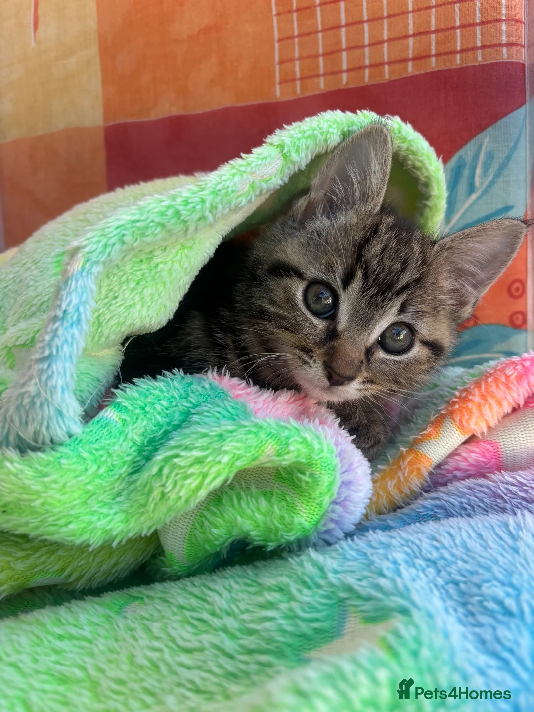 Mixed Breed cats for sale: Little girl - Advert 5