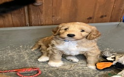 Australian Labradoodle dogs for sale: Stunning miniature Australian labradoodles - Image 15