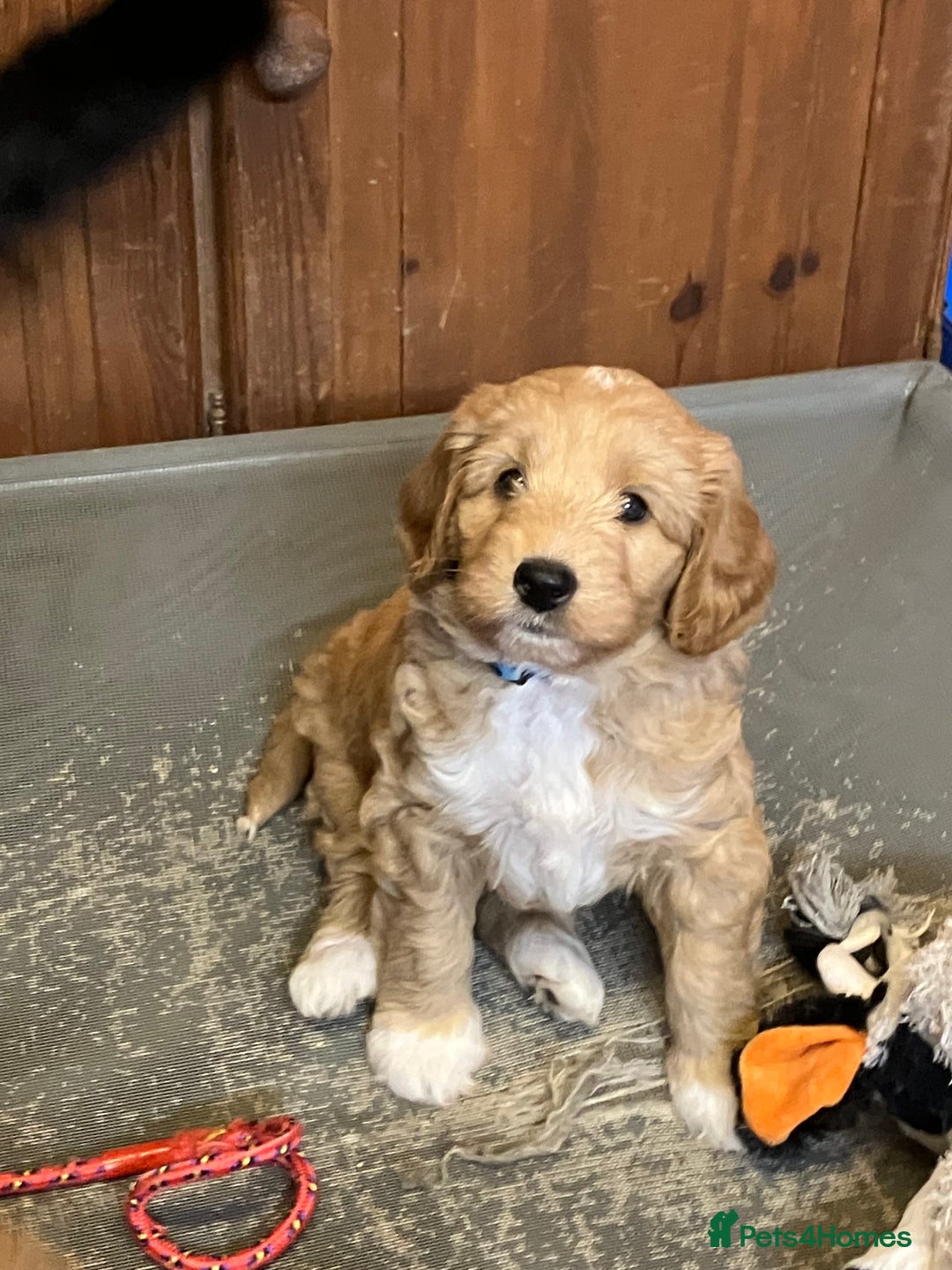 Australian Labradoodle dogs for sale: Stunning miniature Australian labradoodles - Image 15