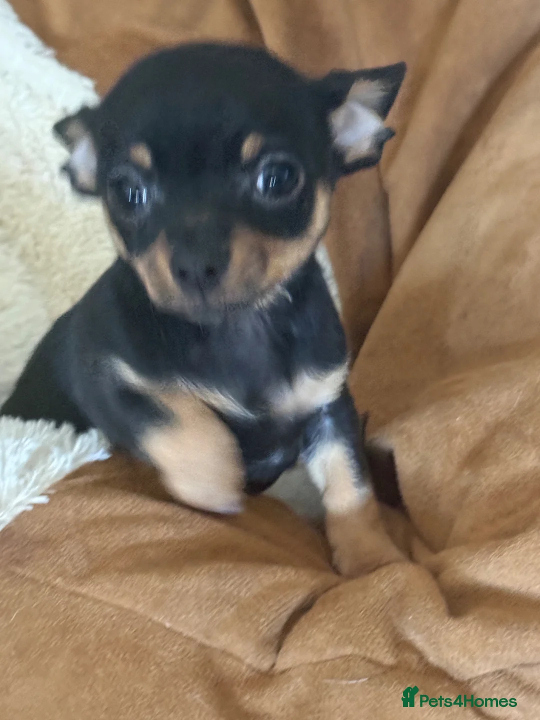 Chihuahua dogs for sale: Male chihuahua  - Advert 4