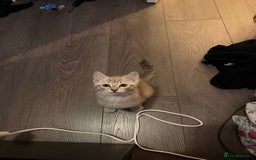 Mixed Breed cats for sale: 2 Gorgeous tabby boys left! - Advert 9