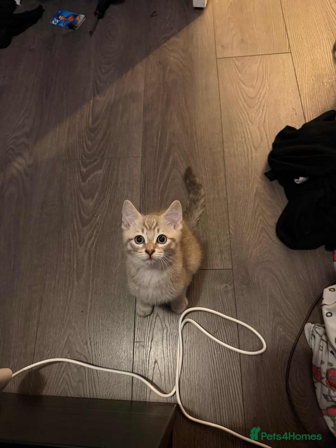 Mixed Breed cats for sale: 2 Gorgeous tabby boys left! - Advert 9