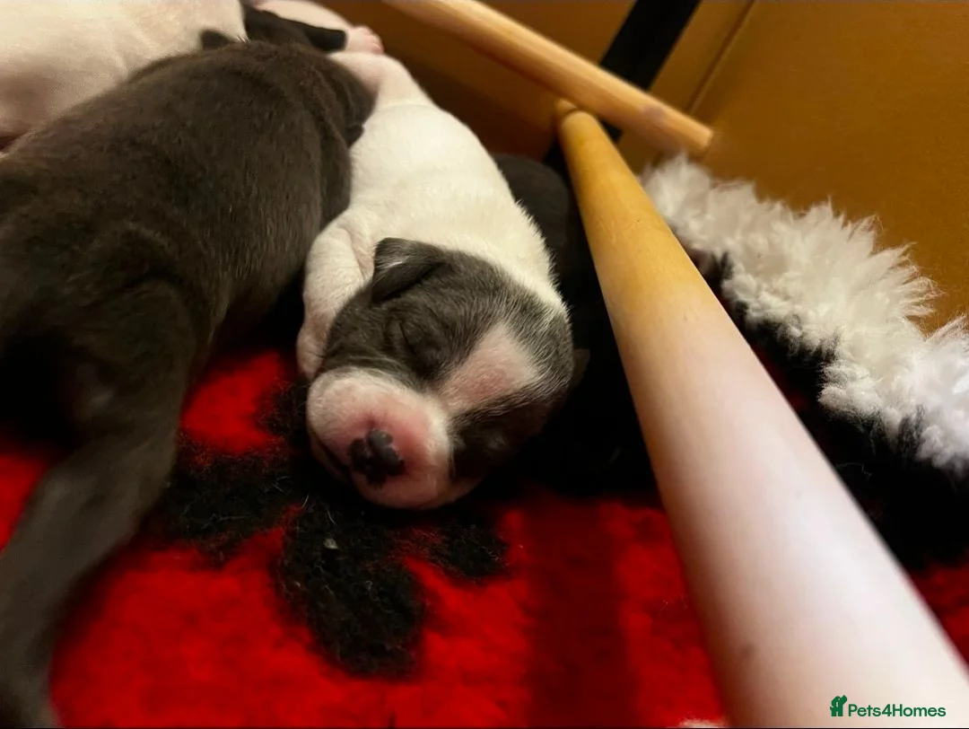 Staffordshire Bull Terrier dogs for stud: HT KC Reg, True Quality Staffordshire Bull Terrier - Advert 2