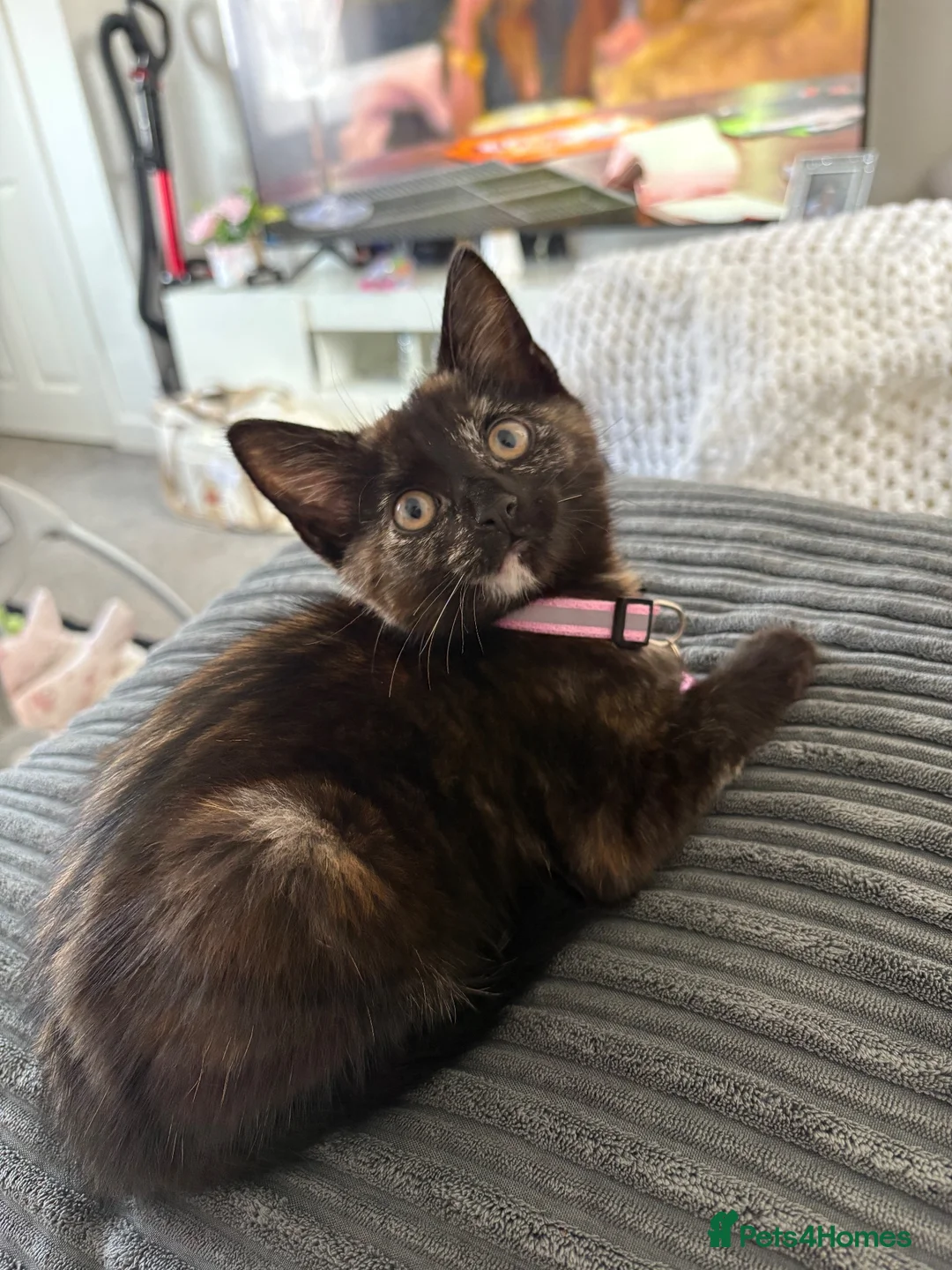 Mixed Breed cats for sale: 9 Week old girl Kitten  in Sunderland - Advert 1
