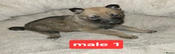 Saarloos Wolfdog dogs for sale: Czechoslovakian vlciak wolfdog puppies - Advert 2