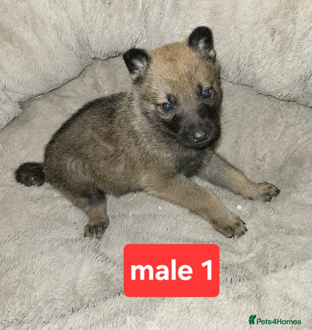 Saarloos Wolfdog dogs for sale: Czechoslovakian vlciak wolfdog puppies - Advert 2