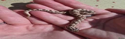 Snake reptiles for sale: Extreme Red Purple line Western Hognose CB26 - Advert 8