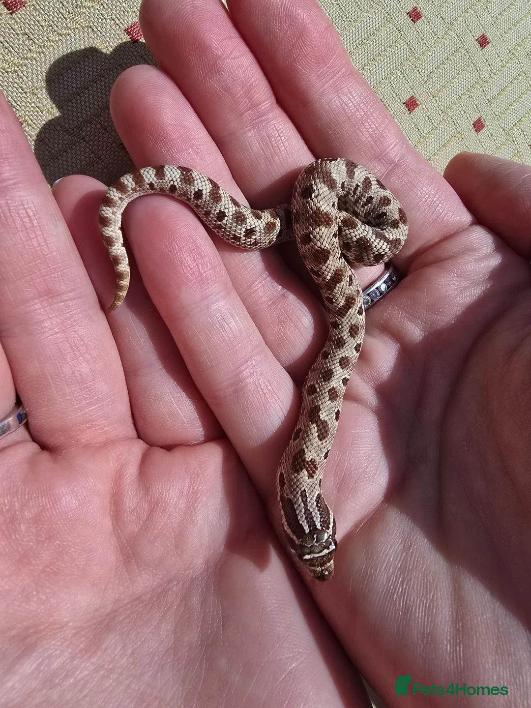 Snake reptiles for sale: Extreme Red Purple line Western Hognose CB26 - Advert 8