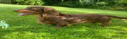 Miniature Dachshund dogs for sale: True miniature dachshund puppies  - Advert 6