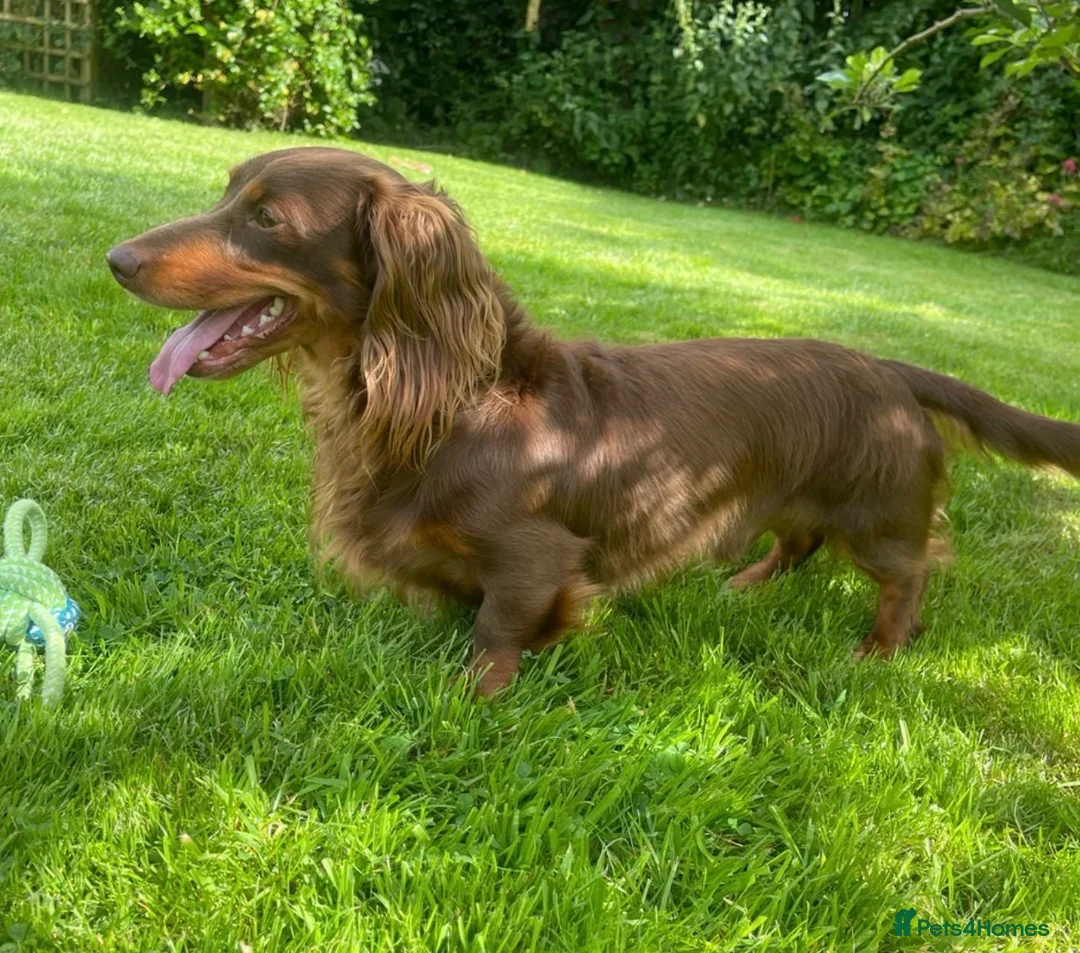 Miniature Dachshund dogs for sale: True miniature dachshund puppies  - Advert 6