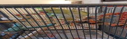 Ringnecks birds for sale: Terry  in Southampton - Advert 2
