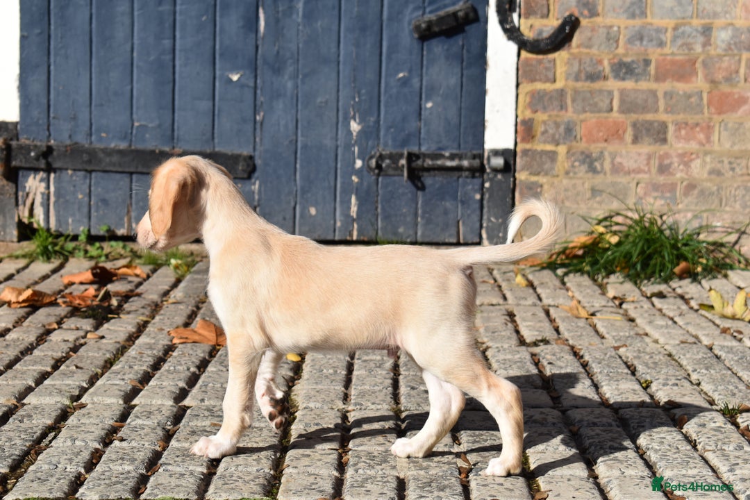 Saluki dogs for sale: ✨Pure Persian Saluki Litter,Now Available✨ - Image 6