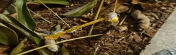 Isopods invertebrates for sale: Dairy Cow Isopods in Newtownabbey - Advert 2