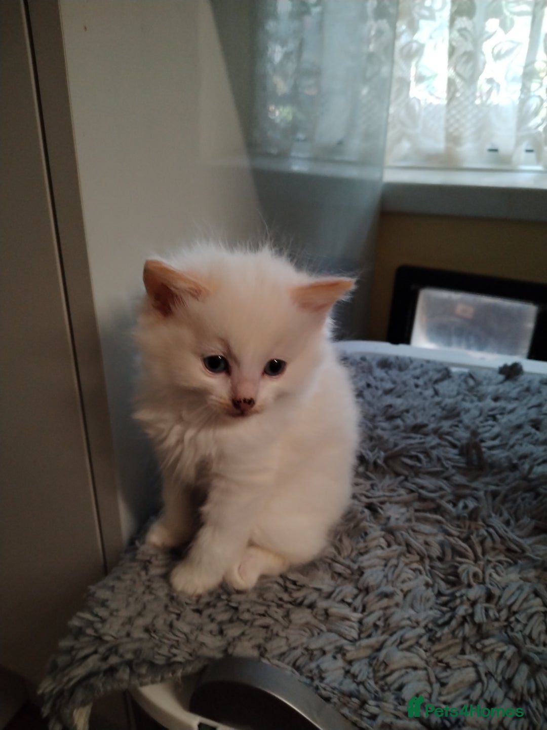 Ragdoll cats for sale: Simple gorgeous ragdoll x - Image 1