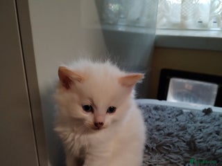 Ragdoll cats - Advert 2