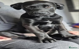 Mixed Breed dogs for sale: Mastiff x rottweiler  - Image 8