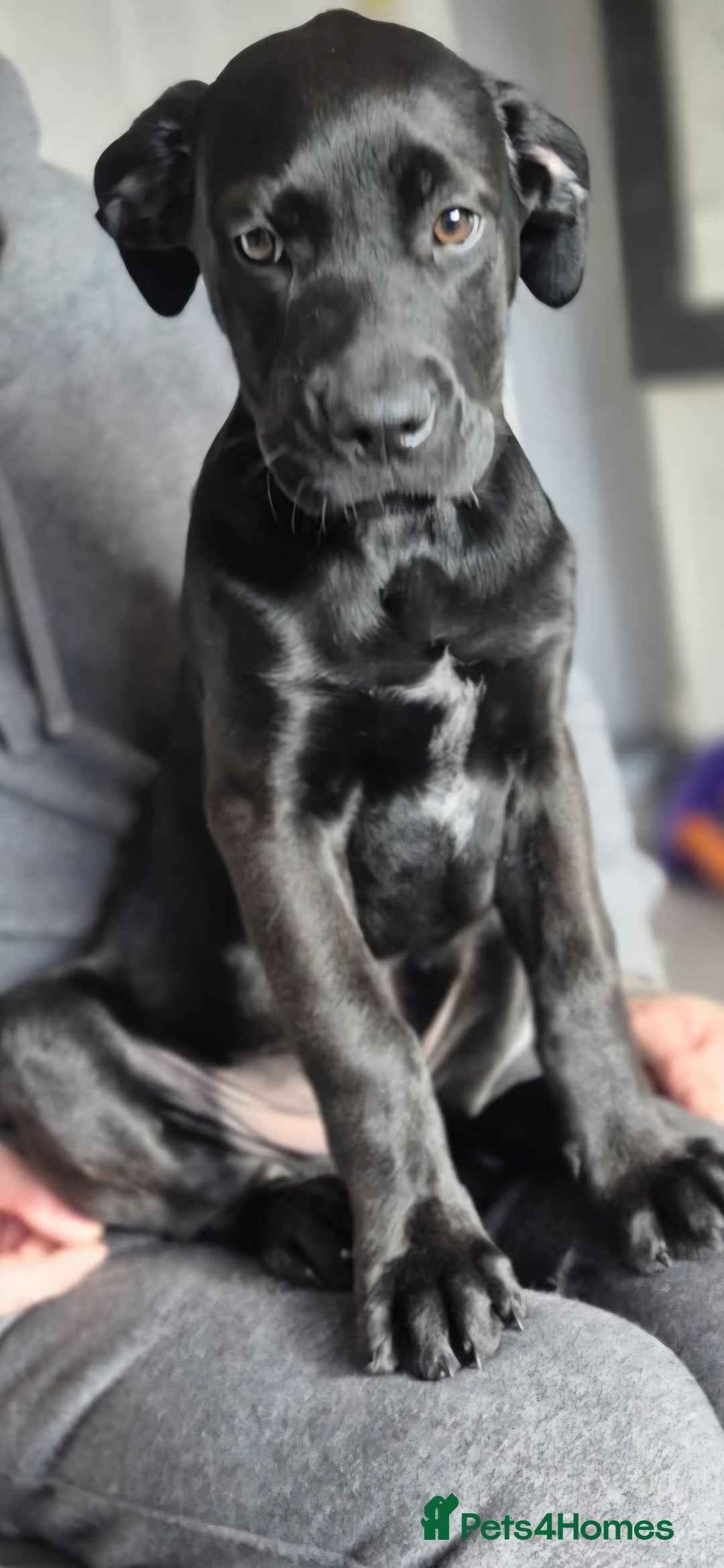 Mixed Breed dogs for sale: Mastiff x rottweiler  - Image 8