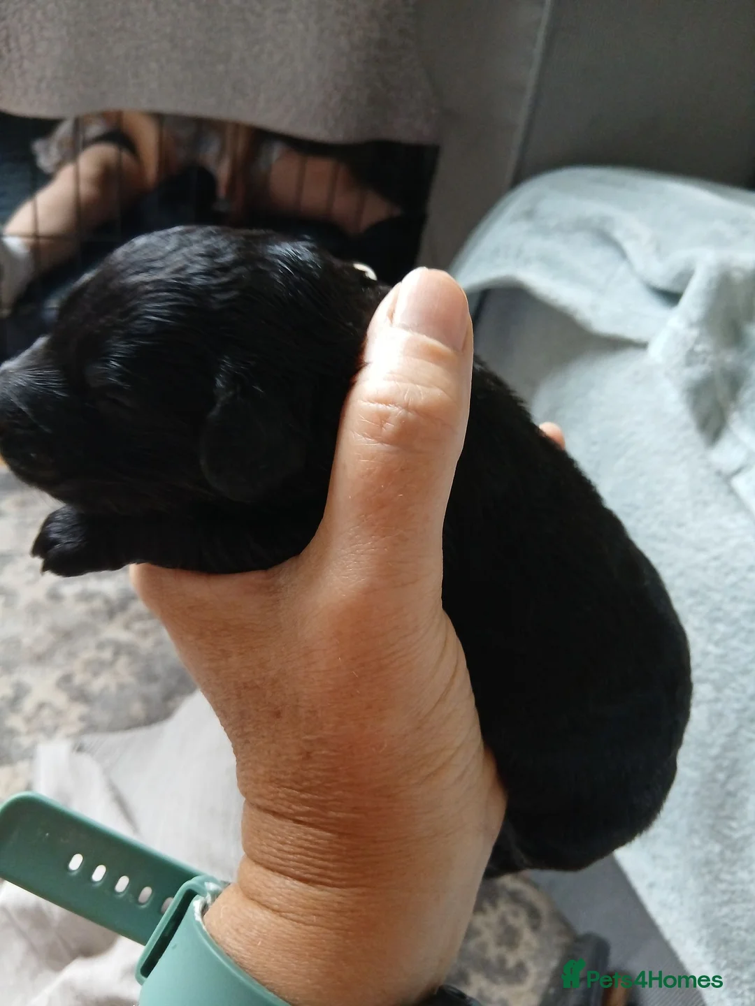 Bernedoodle dogs for sale: F2b midi Bernedoodle  - Advert 21