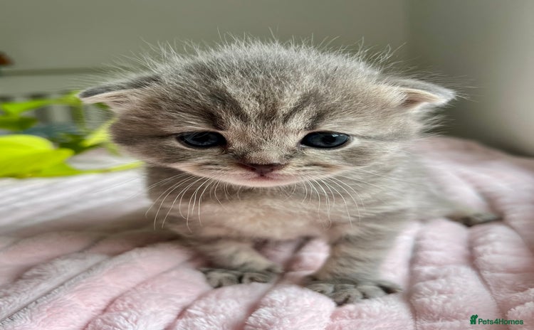 Scottish Fold cats - Advert 1